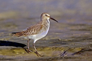 strandloper (Western Sandpiper) | Sanibel Island